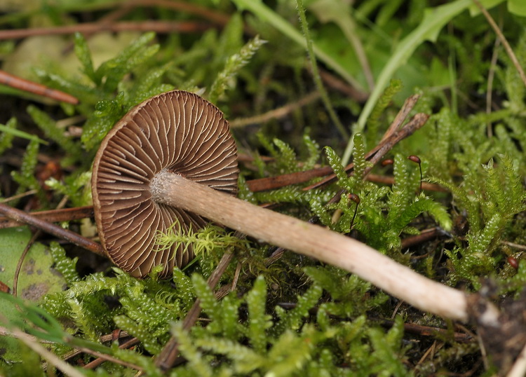 Inocybe  bongardii var. pisciodora